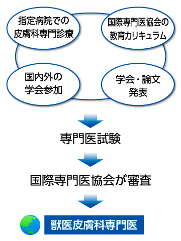 獣医皮膚科専門医についての図